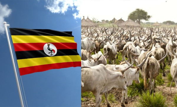 Uganda Set To Start Issuing Birth Certificate To Cows