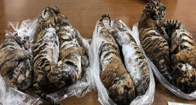 Police Seize 7 Dead Tigers In Vietnam