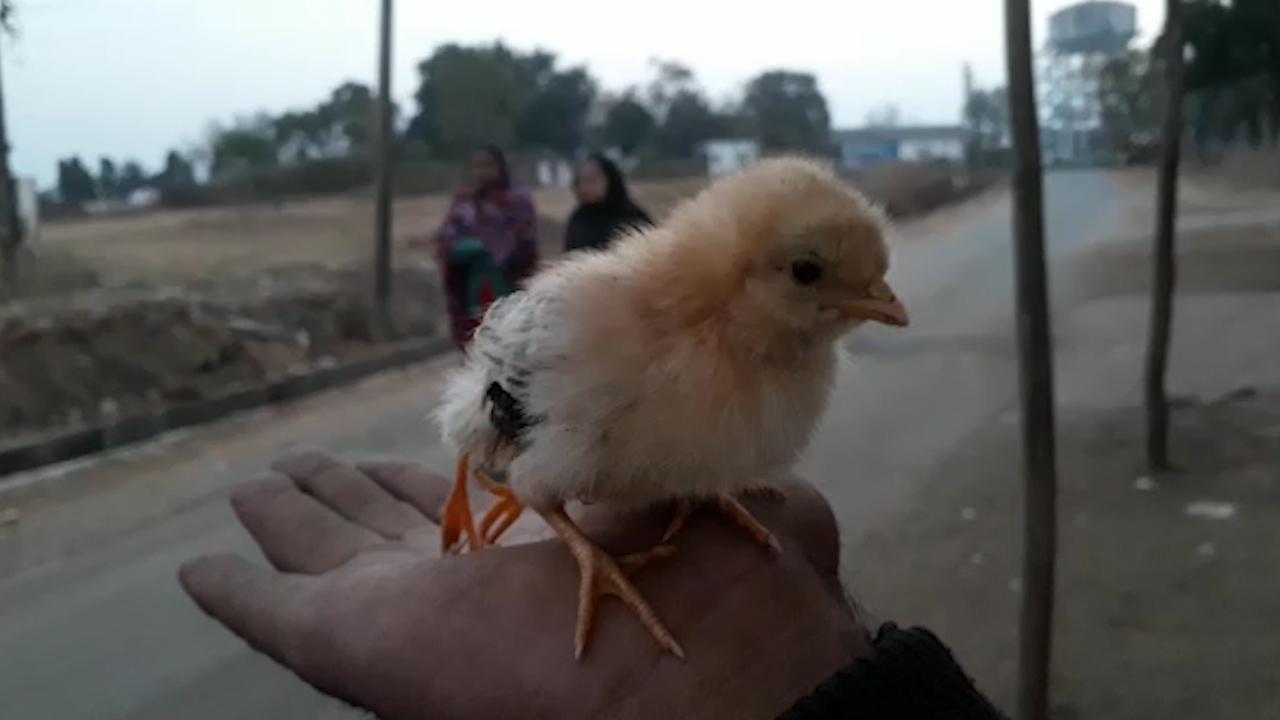 Two-day-old chick with extra limb