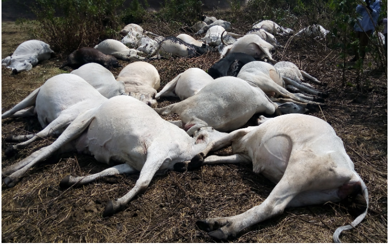 Thunder Strikes Cows dead in Ondo