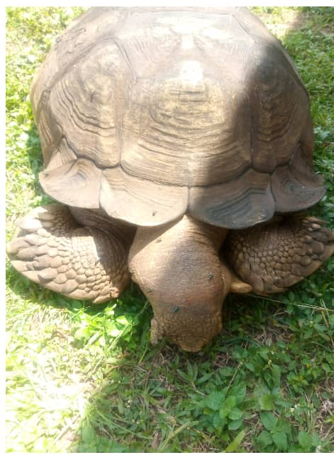 Ancestral tortoise, Alagba