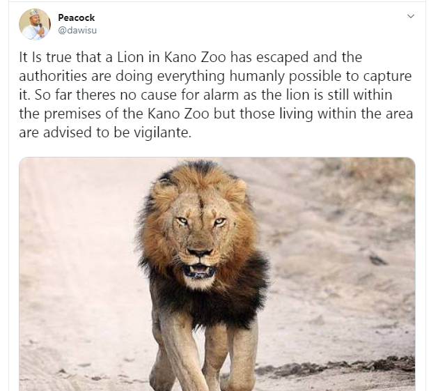 Lion escapes