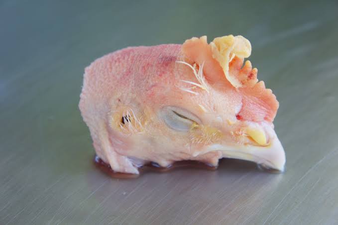 chicken head
