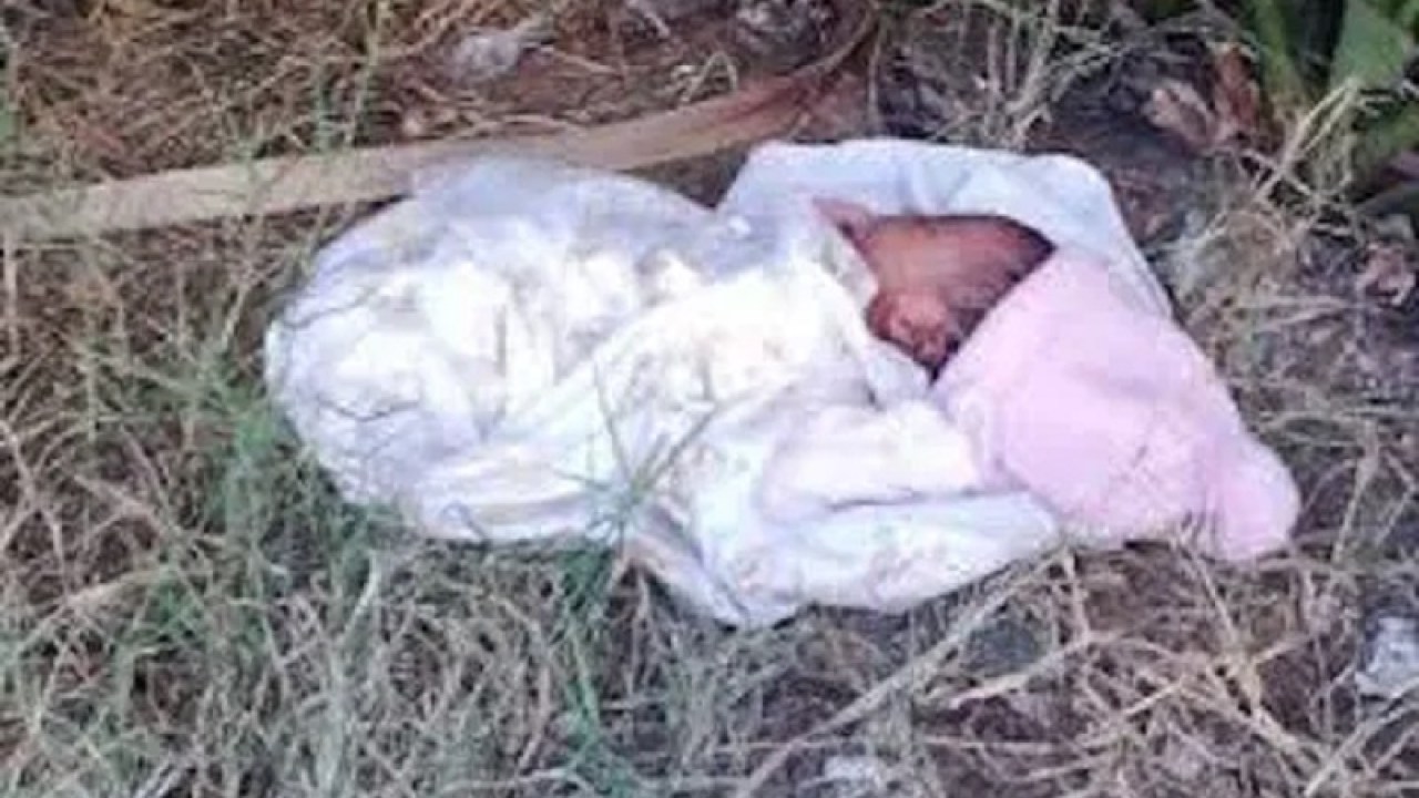 Baby found in Bush