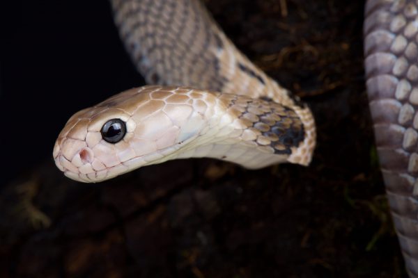 Photo of a snake