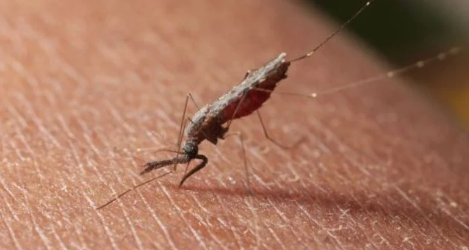 Africa Reported Over 600,000 Malaria Deaths In 2021, Says WHO