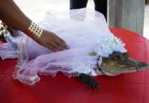 Mexican Alligator Wedding