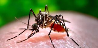 NCDC Confirms Dengue Fever Outbreak In Sokoto