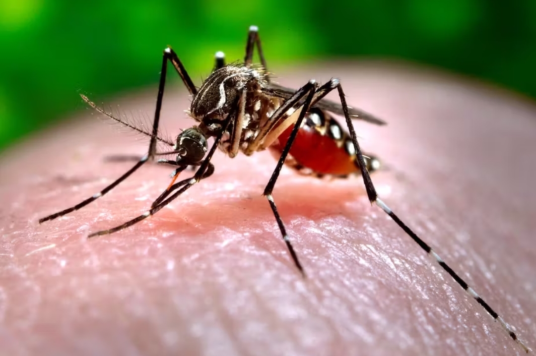 NCDC Confirms Dengue Fever Outbreak In Sokoto